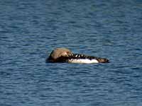 Plongeon arctique Gavia arctica