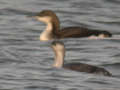 Plongeon catmarin Gavia stellata