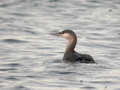 Plongeon catmarin Gavia stellata