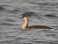 Plongeon catmarin Gavia stellata