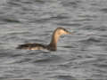 Plongeon catmarin Gavia stellata