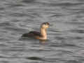 Plongeon catmarin Gavia stellata