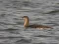 Plongeon catmarin Gavia stellata