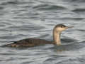 Plongeon catmarin Gavia stellata