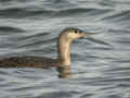 Plongeon catmarin Gavia stellata