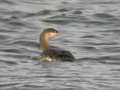 Plongeon catmarin Gavia stellata