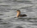 Plongeon catmarin Gavia stellata