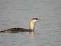 Plongeon catmarin Gavia stellata