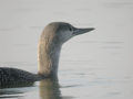 Plongeon catmarin Gavia stellata