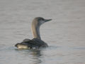 Plongeon catmarin Gavia stellata