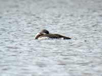 Plongeon catmarin Gavia stellata