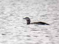 Plongeon catmarin Gavia stellata