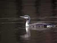 Plongeon catmarin Gavia stellata