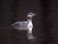 Plongeon catmarin Gavia stellata