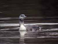 Plongeon catmarin Gavia stellata