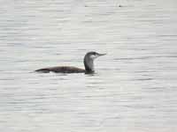 Plongeon catmarin Gavia stellata