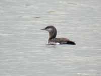 Plongeon catmarin Gavia stellata