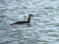 Plongeon catmarin Gavia stellata