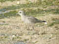 Pluvier argenté Pluvialis squatarola