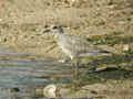 Pluvier argenté Pluvialis squatarola