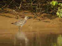 Pluvier argenté Pluvialis squatarola