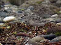 Pluvier argenté Pluvialis squatarola