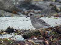 Pluvier argenté Pluvialis squatarola