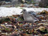 Pluvier argenté Pluvialis squatarola