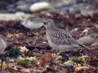 Pluvier argenté Pluvialis squatarola