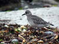 Pluvier argenté Pluvialis squatarola