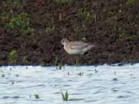 Pluvier argenté Pluvialis squatarola