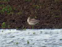 Pluvier argenté Pluvialis squatarola