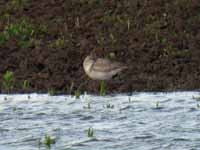 Pluvier argenté Pluvialis squatarola