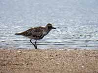 Pluvier argenté Pluvialis squatarola