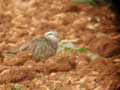 Guignard d'Eurasie Charadrius morinellus