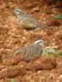 Guignard d'Eurasie Charadrius morinellus