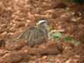 Guignard d'Eurasie Charadrius morinellus