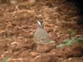 Guignard d'Eurasie Charadrius morinellus