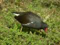 Poule d’eau Gallinula c. chloropus