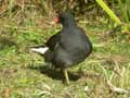 Poule d’eau Gallinula c. chloropus