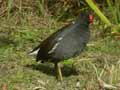 Poule d’eau Gallinula c. chloropus