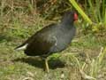 Poule d’eau Gallinula c. chloropus