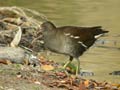 Poule d’eau Gallinula c. chloropus