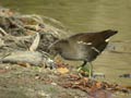 Poule d’eau Gallinula c. chloropus