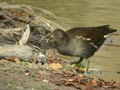 Poule d’eau Gallinula c. chloropus