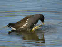 Gallinule poule-d'eau Gallinula chloropus