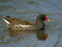 Gallinule poule-d'eau Gallinula chloropus