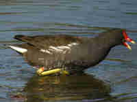 Gallinule poule-d'eau Gallinula chloropus