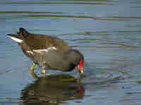 Gallinule poule-d'eau Gallinula chloropus