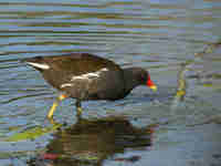 Gallinule poule-d'eau Gallinula chloropus